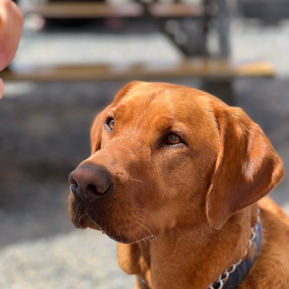 Meet your Posher, Carey